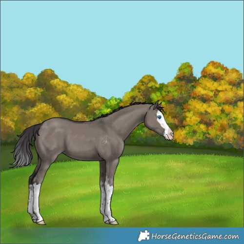 Horse Color:Smoky Grullo Sabino Splash