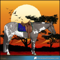 Horse Color:White Spotted Smoky Grullo Ice