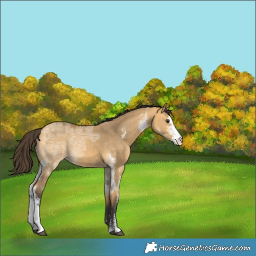 Horse Color:Buckskin Ice Dun Sabino 