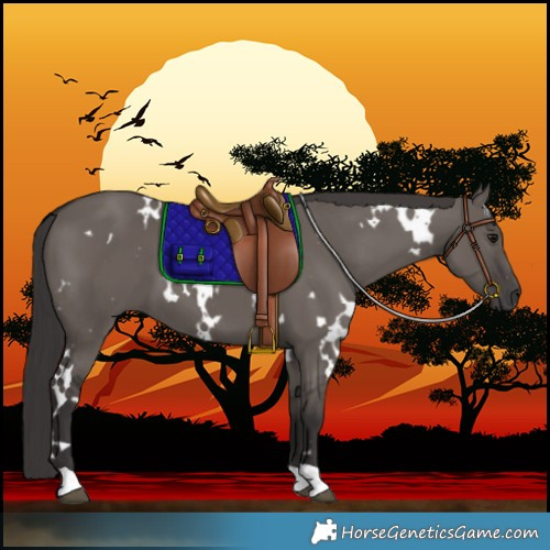 Horse Color:White Spotted Smoky Grullo 