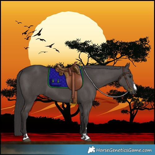 Horse Color:Smoky Black 