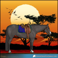 Horse Color:Smoky Black 