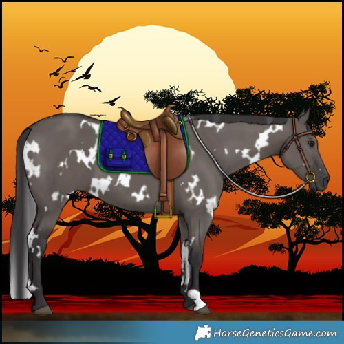 Horse Color:White Spotted Smoky Grullo 