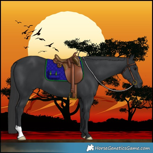Horse Color:Black 