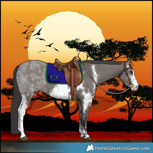 Horse Color:Smoky Grullo Ice Sabino Rabicano 