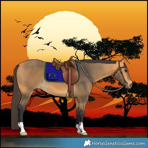 Horse Color:Buckskin 