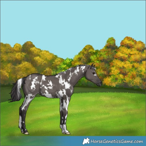 Horse Color:White Spotted Smoky Grullo 