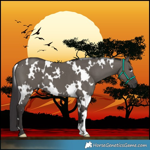 Horse Color:White Spotted Smoky Grullo 