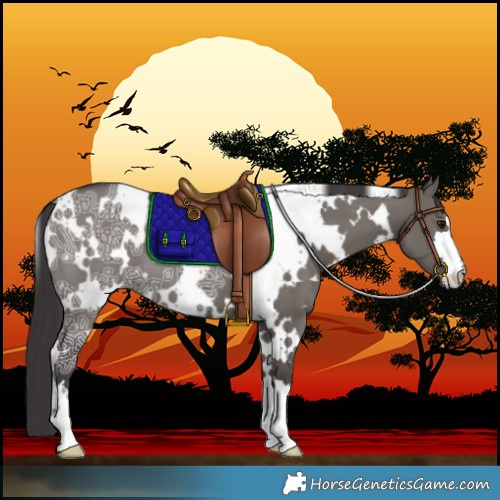 Horse Color:White Spotted Smoky Grullo Ice 