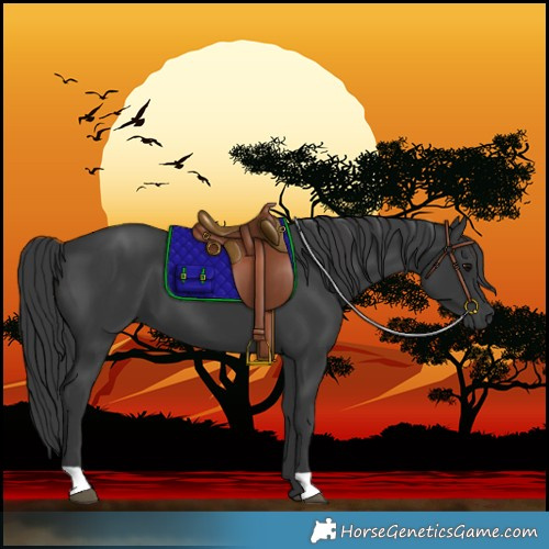 Horse Color:Black 