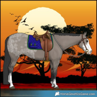 Horse Color:Grullo Ice Sabino 
