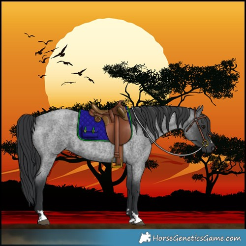 Horse Color:Blue Roan 