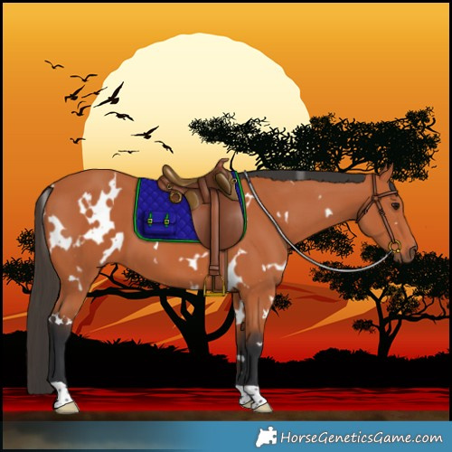 Horse Color:White Spotted Bay 