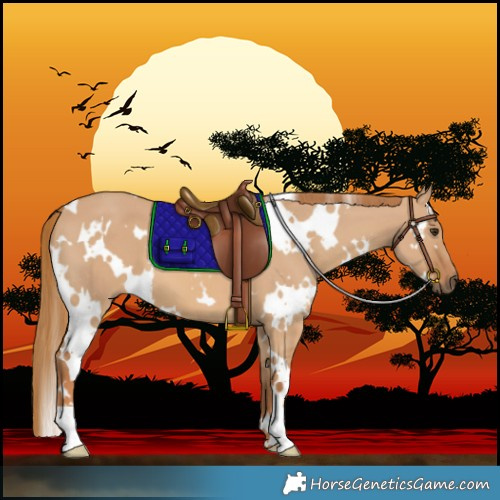 Horse Color:White Spotted Red Dun 