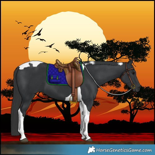 Horse Color:Black Tobiano 