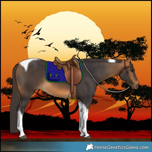 Horse Color:Buckskin Tobiano 
