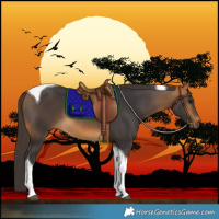 Horse Color:Buckskin Tobiano 