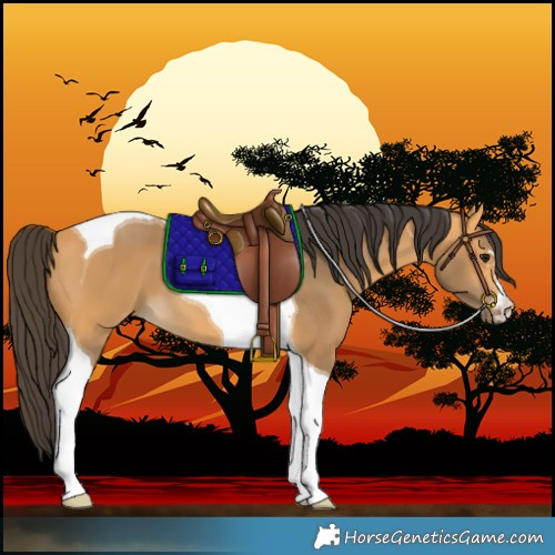 Horse Color:Buckskin Tobiano 