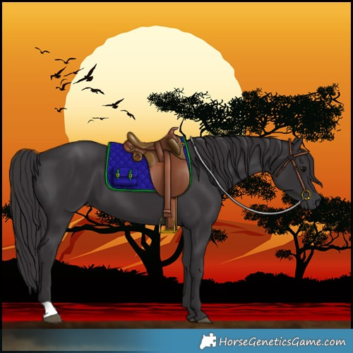 Horse Color:Smoky Black 