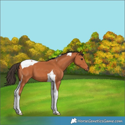 Horse Color:Bay Tobiano 
