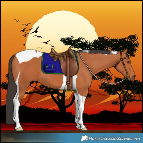 Horse Color:Bay Tobiano 