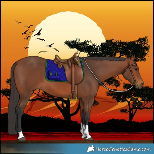 Horse Color:Bay Tobiano 