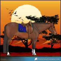 Horse Color:Bay Tobiano