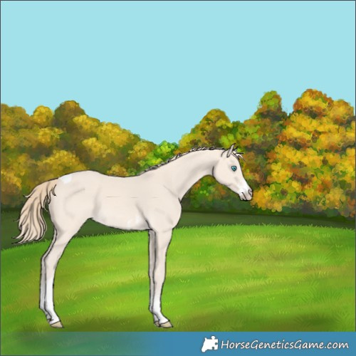 Horse Color:Perlino Sabino Tobiano 