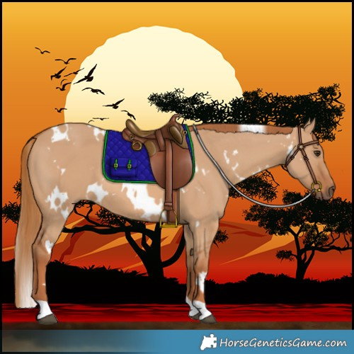 Horse Color:White Spotted Red Dun 
