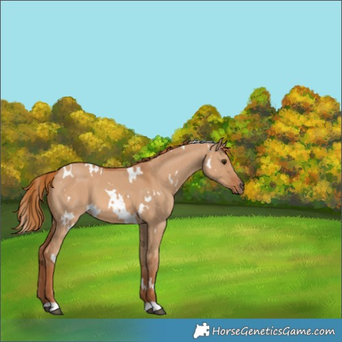 Horse Color:White Spotted Red Dun 