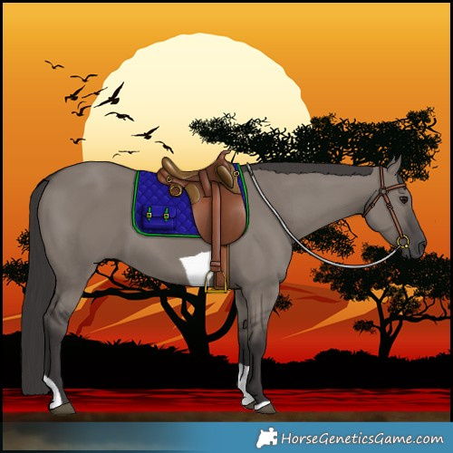 Horse Color:Smoky Grullo Tobiano 