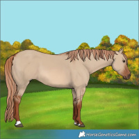 Horse Color:Red Dun