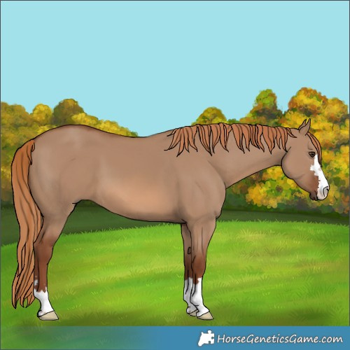 Horse Color:Red Dun