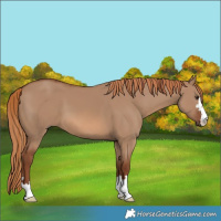 Horse Color:Red Dun