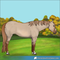 Horse Color:Red Dun 