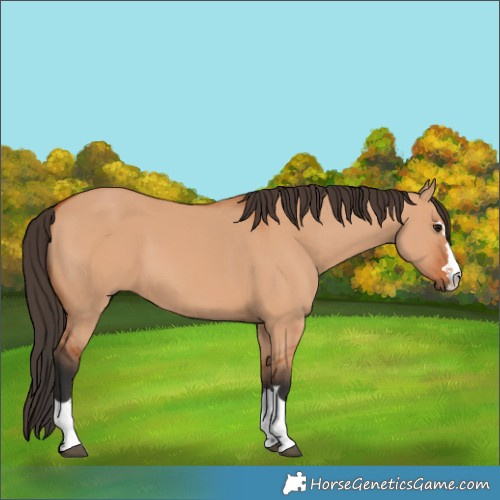 Horse Color:Bay Dun 