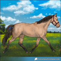 Horse Color:Bay Dun 