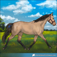 Horse Color:Bay Dun