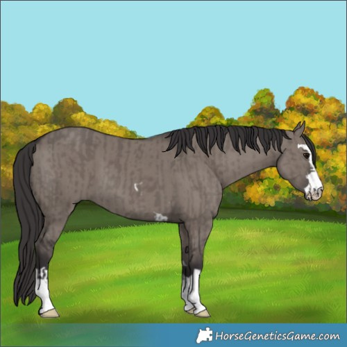 Horse Color:Smoky Grullo  and Smoky Grullo 