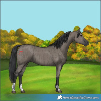 Horse Color:Grullo  and Grullo 