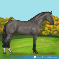 Horse Color:Grullo  and Grullo 