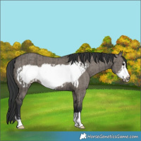 Horse Color:Grullo Frame and Grullo Frame