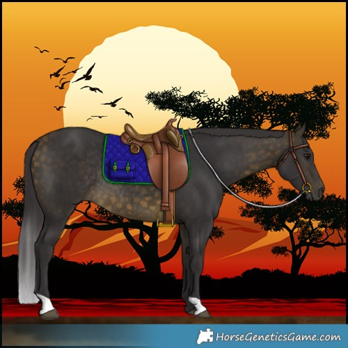 Horse Color:Buckskin Rabicano 