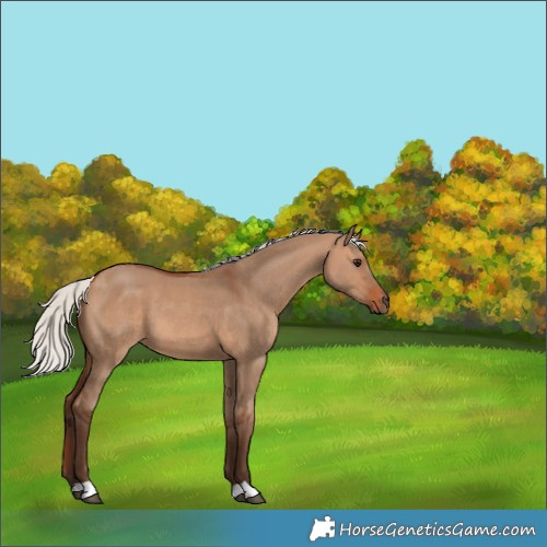 Horse Color:Silver Brown Dun 