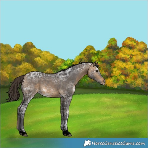 Horse Color:Buckskin Ice 