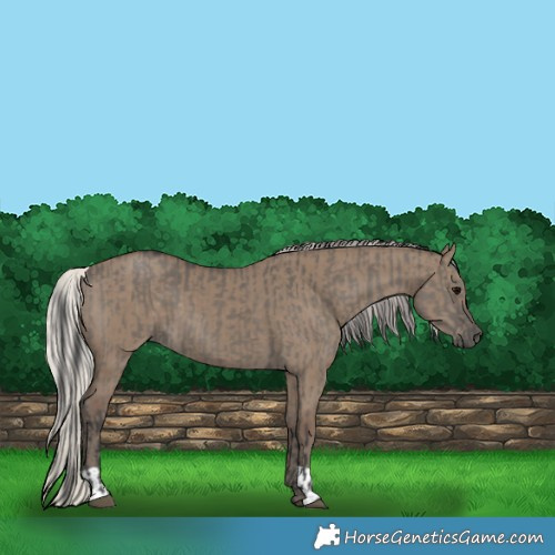 Horse Color:Grullo  and Silver Grullo 