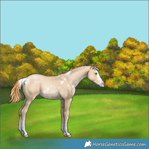 Horse Color:White Spotted Smoky Black Pearl Splash Rabicano 