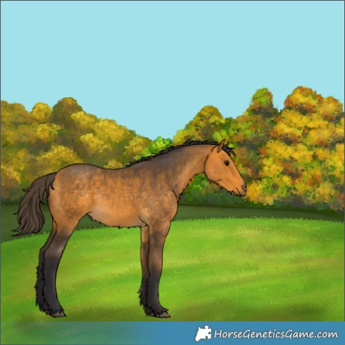 Horse Color:Buckskin Rabicano