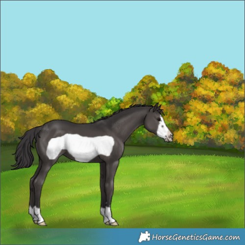 Horse Color:Smoky Black Frame 