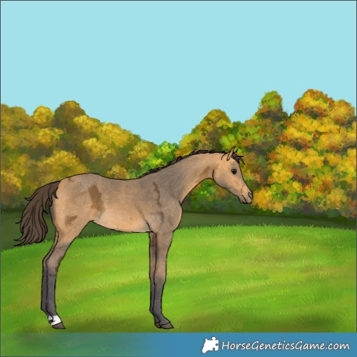 Horse Color:Buckskin Ice